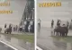 Mai mulți porci, surprinși în timp ce pășteau în fața Aeroportului Timișoara, la terminalul plecări Schengen - VIDEO