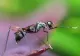  Remedii rapide pentru calmarea înțepăturilor de insecte. Cum poți stopa iritația și înlătura disconfortul