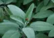 "Planta care salvează viața". Se crede că oprește evoluția celulelor canceroase