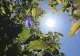 România se topește! Valul de aer fierbinte aduce 39 de grade Celsius la umbră