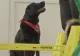 Vești bune pentru români! Terapia canină este disponibilă de acum și în județul Ilfov: „Se vindecă mai repede”