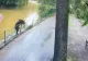 Panică la ZOO Târgu Mureș: un urs a evadat și a sfâșiat o căprioară. Animalul, filmat cum se plimbă nestingherit prin incintă. Accesul vizitatorilor NU a fost restricționat - VIDEO