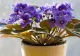 Secretul îngrijirii violetei de Parma. Trucul care promite o înflorire continuă. Greșeala frecventă care putrezește planta