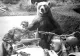Wojtek, ursul - soldat care a luptat în cel de-Al Doilea Război Mondial. Scoțienii i-au ridicat statuie