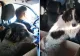 A vrut să spânzure un cățeluș de gardul curții. Ce a pățit un bărbat din Caraș Severin după ce a fost săltat de polițiști?