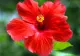 Sigur o ai în ghiveci dar, probabil, nu știai câte beneficii are floarea de hibiscus
