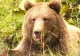 Alertă de urs în municipiul Miercurea-Ciuc. Animalul a intrat în curtea preşedintelui Consiliului Judeţean