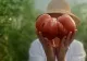 Roșie de peste 1,2 kilograme, cultivată în România: Se mărește de la an la an! - FOTO