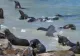 Invazie de lei de mare pe o plajă celebră din California! Accesul turiștilor în zonă, interzis: spectacolul incredibil făcut de uimitoarele animale