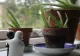 Planta sacră pe care trebuie să o ai în locuință. Atrage prosperitatea și norocul, conform principiilor Feng Shui
