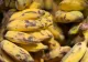 Descoperire neașteptată: zeci de kilograme de cocaină ascunse în lăzi cu banane