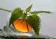 Este un tonic excelent pentru organism. Planta ideală în situațiile de extenuare fizică și dureri de oase