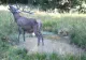 Imagini de colecție: Un cerb se bălăcește în fața camerei de filmat - VIDEO