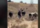 Ciobanul care păzește oile din zori și până în seară pentru doar 2.000 de lei pe lună VIDEO