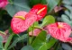 Cum să ai grijă de floarea flamingo, care emană romantism. Planta are nevoie de atenție specială