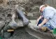 Descoperire arheologică rară: Craniu de mastodont de 13.600 de ani, găsit într-un pârâu 