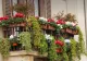 Când trebuie să uzi florile, de fapt, pe caniculă. Greșeala pe care și tu o faci - trucul grădinarilor pentru o înflorire bogată