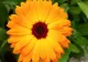 De ce sunt florile de gălbenele atât de populare în rândul plantelor medicinale. Ce beneficii au, de fapt
