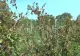 Tânăra care a readus la viață o grădină uitată. Afacerea merge fără angajați - VIDEO