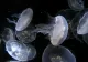 Invazie de meduze în Marea Neagră: imagini dezolante surprinse pe litoralul românesc - ce spun experții. VIDEO