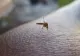 Alertă în România! A fost confirmat al doilea caz de infecție cu virusul West Nile: Un bărbat a fost internat cu encefalită