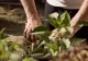 Cum să folosești bicarbonatul de sodiu împotriva făinării plantelor. Soluții și sfaturi pentru a scăpa și a preveni această problemă 