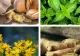 Mirodenii și plante aromatice ideale pentru imunitate. Recomandarea unui renumit fitoterapeut