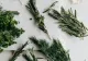 Plantele medicinale care NU trebuie să lipsească din casa nimănui