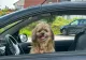 Ce AMENDĂ riști dacă transporți cu mașina  animalele de companie? Locurile unde patrupedele NU au voie să stea: ce spune Codul Rutier