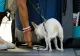 Vrei să-ți iei animalul de companiei în concediu? Documentul obligatoriu în UE: nu poate călători fără el