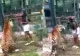 Inconștiența unei turiste care sare gardul la Zoo ca să mângâie un tigru bengalez. „Nicio persoană sănătoasă la cap nu ar fi făcut ceva atât de stupid”
