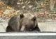 Eșec total la relocarea ursului care a alertat populaţia şi autorităţile din Focşani. Ce s-a întâmplat cu animalul sălbatic: anunțul Jandarmeriei Vrancea