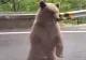 Clipe de groază pe Transfăgărășan: un adolescent de 14 ani a fost atacat de urs