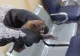 Spital din Iași, luat cu asalt de sute de lilieci! Cum au ajuns mamiferele în incinta unității medicale: imagini incredibile VIDEO
