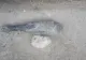 O BOMBĂ din Al Doilea Război Mondial a fost găsită pe banda de prelucrare a sfeclei de zahăr, într-o fabrică din Roman. Pirotehniștii au intervenit de urgență