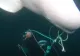 Beluga-spion a lui Putin a fost găsită moartă în Norvegia