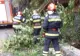 Traficul rutier, blocat pe Valea Oltului. Un copac a fost doborât de vânt pe șosea, în stațiunea Călimănești