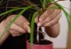 Cum îngrijești Dracena. Locul din casă care o va ajuta să crească armonios