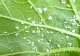 Cum să-ți protejezi plantele de infestarea cu musculițe albe cu doar două ingrediente banale: orice gospodină le are în bucătărie