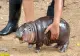 Cum arată Moo Deng, puiul de hipopotam pigmeu. S-a născut în Thailanda și se bucură de o popularitate plină de provocări - VIDEO