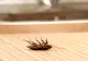 Ingredientul din bucătărie care te va ajuta să scapi de muște, țânțari și gândaci. Insectele nu îl suportă