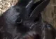 Imaginea care a împărțit internetul în două: Ce animal este, de fapt: un iepure sau o cioară?