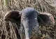 Iluzia optică PEFECTĂ. Ce animal vezi în această imagine? 