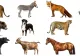 Animalul unic din România care consumă 30 de kg de mâncare în fiecare zi. Specia a reapărut în țara noastră