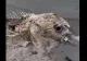 Descoperire terifiantă la malul mării. O creatură misterioasă a ieșit la suprafață - VIDEO