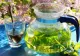Planta cu efect energizant și analgezic. Te scoate din starea de oboseală instant. Remediul recomandat de fitoterapeuți