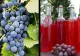 MUSTUL, băutura de sezon, cu beneficii de neegalat. Peste 30 dintre motivele care te vor face să-l consumi zilnic
