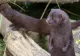 Firmele olandeze tratează România ca o țară din lumea a treia, după ce Olanda a interzis creșterea animalelor pentru blănuri
