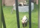 Surpriză la grădina zoologică! Doi „urși panda” au început să latre în fața vizitatorilor - VIDEO