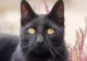 Ziua pisicilor negre organizată sâmbătă la Muzeul Antipa. Iubitorii de animale pot să și adopte 